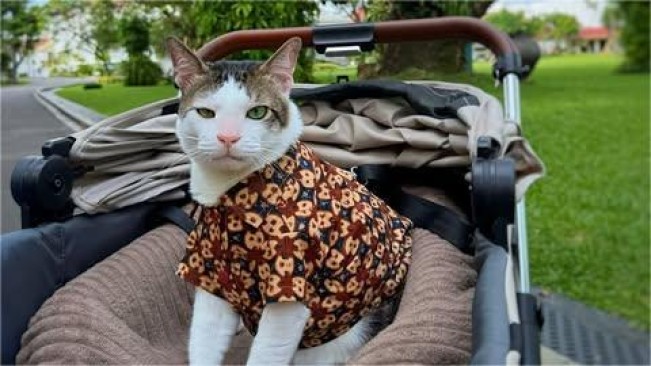 Tips Membeli Stroller Hewan Peliharaan yang Terinspirasi dari Bobby Kucing Presiden
